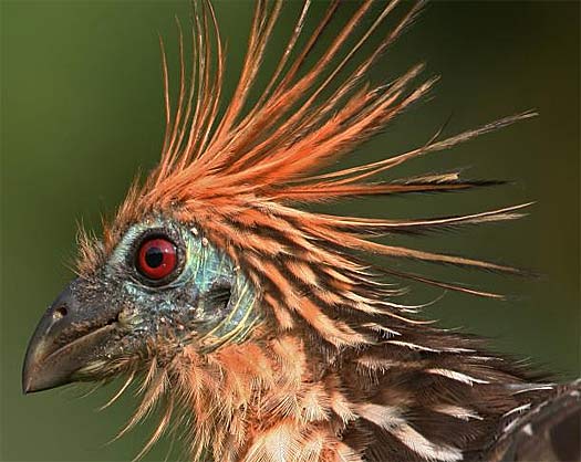 hoatzin bird head