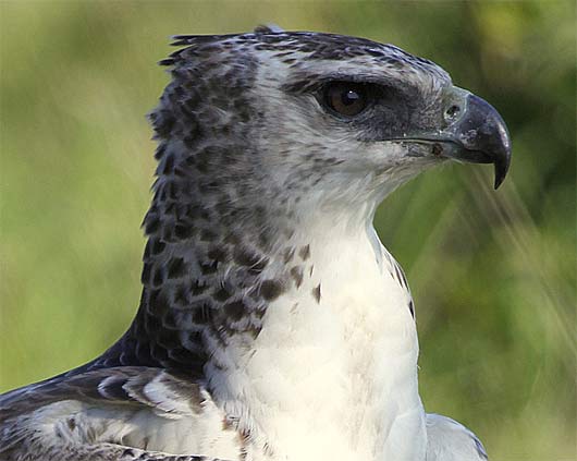 Birds of Prey, Southern Africa