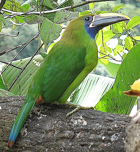 emerald toucanet looking up