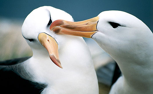 two albatrosses preening