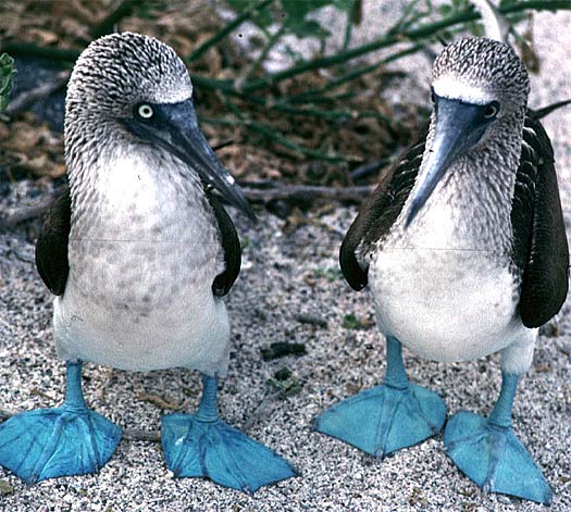 two blue footed
