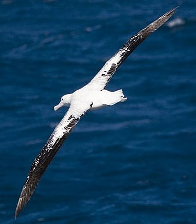 wandering albatross wings