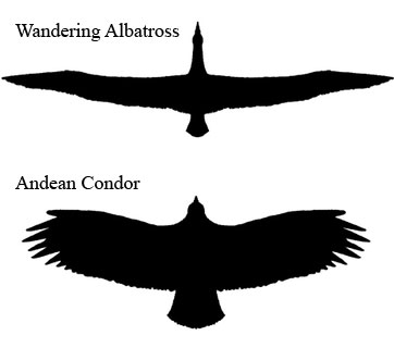 wingspan condor albatross