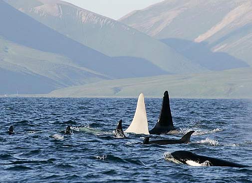 big albino orca whale