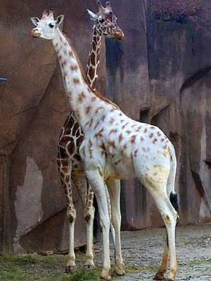 giraffe missing spots