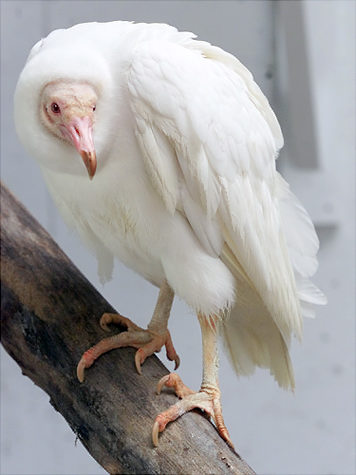 vulture no pigmentation