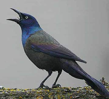 common grackle shouting