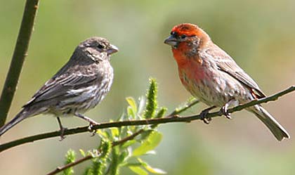 house finches