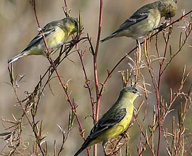 lesser gold finches