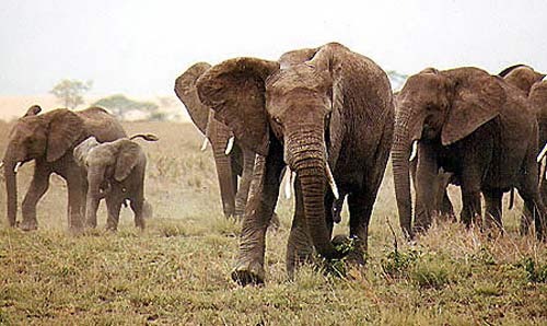 elephant charge