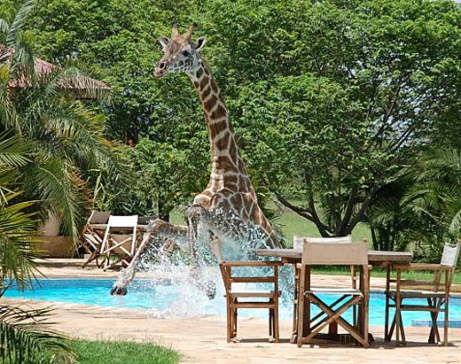 giraffe in the pool