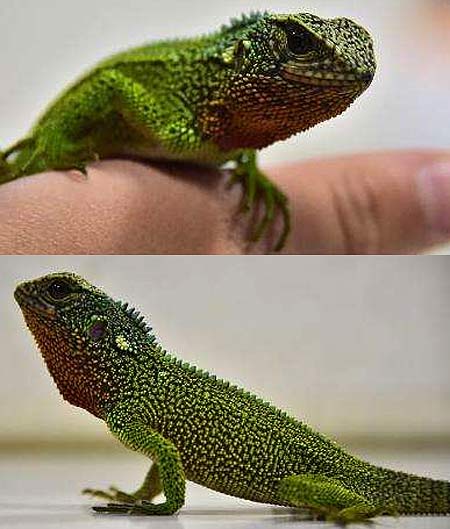 green godzilla lizards
