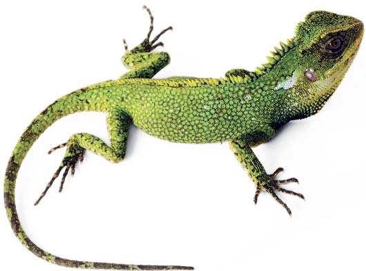 green zilla lizard