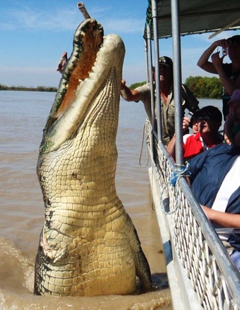 huge croc