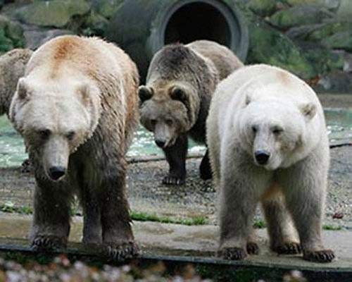 golar bear grizzly polar