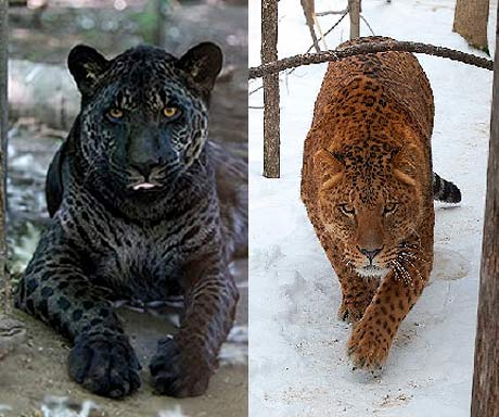 Top 10 Plus Hybrid Animals Of The World FactZoo