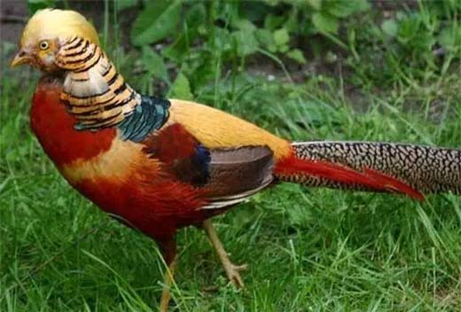 pheasant hybrid