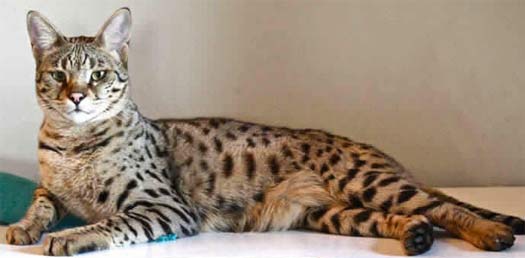 savannah serval domestic cat
