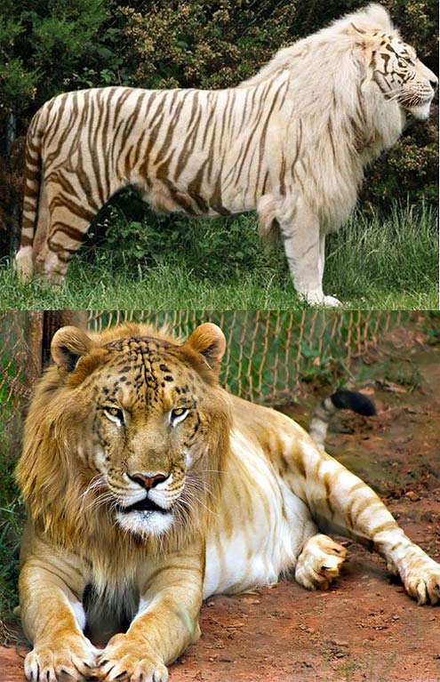 tigon male tiger lion