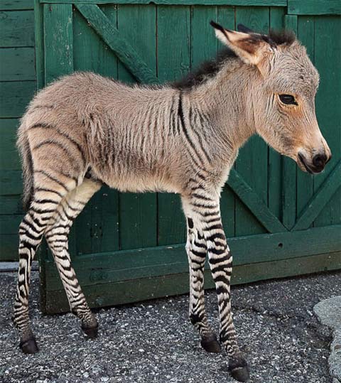 zonkey zebra donkey