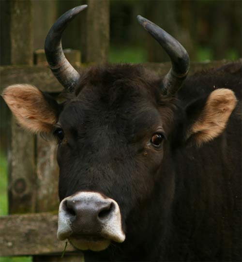 zubron cow bison
