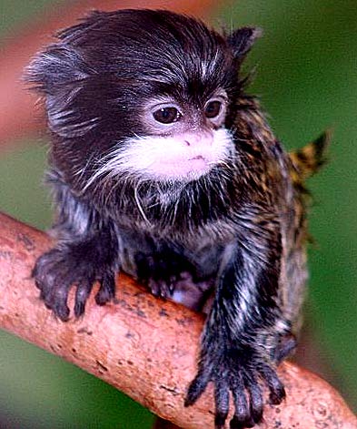 cute baby finger monkey