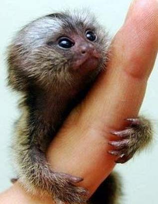 finger clinging monkey