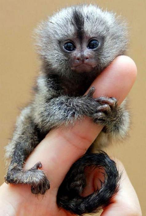 full grown pygmy marmoset monkey