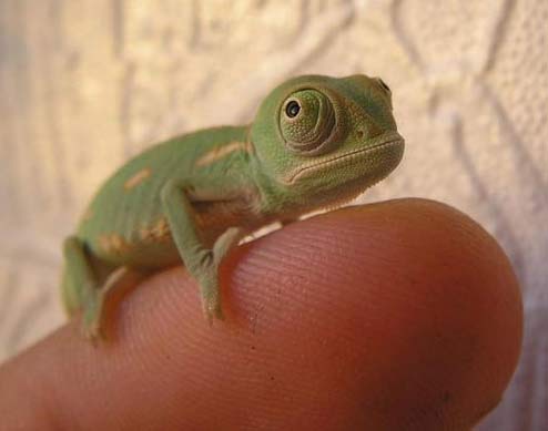 finger chameleon