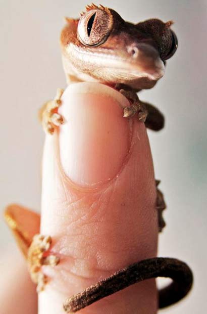 finger gecko