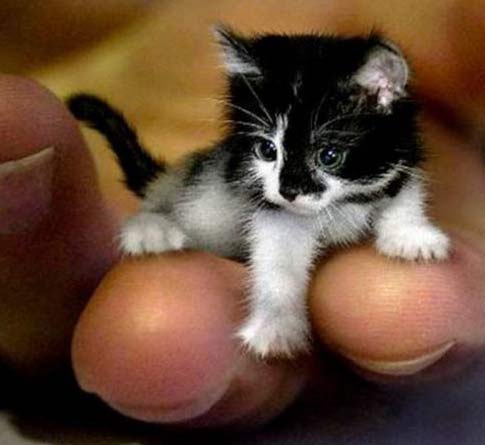 finger kitten