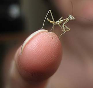 hello little mantis