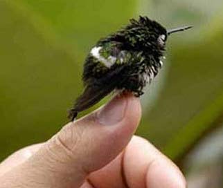 humming bird tiny