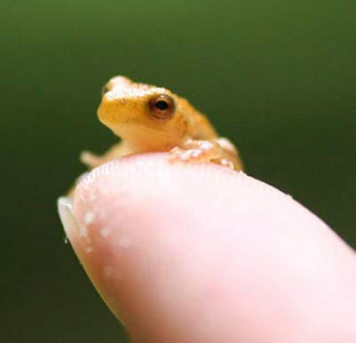 nother tiny frog