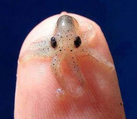 octopus on finger