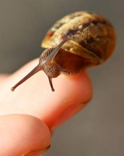 snail tiny