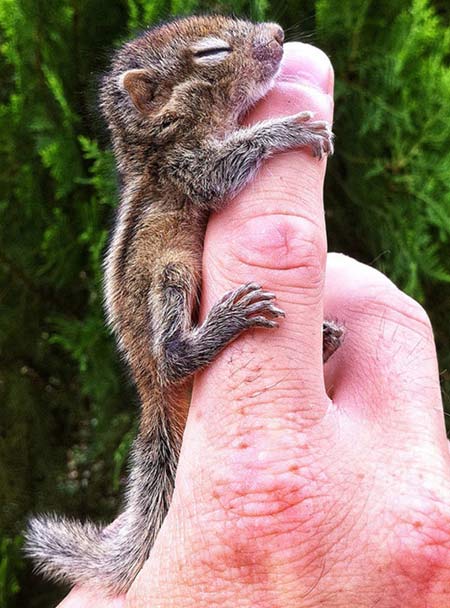 squirrel finger