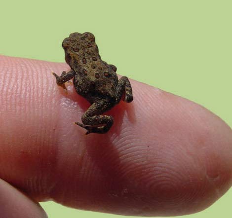 tiniest frog