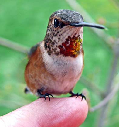 tiny hummingbird