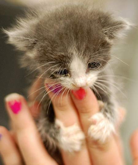 tiny kitten2