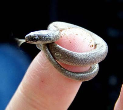 tiny snake