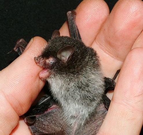 tube nosed demon beelzebub bat