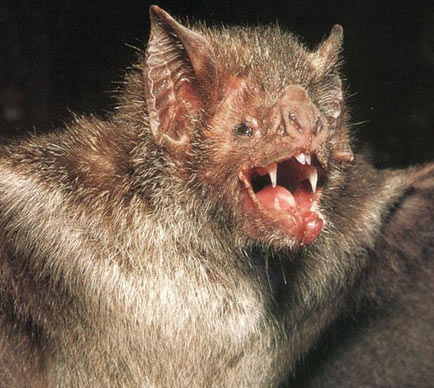 vampire bat screech