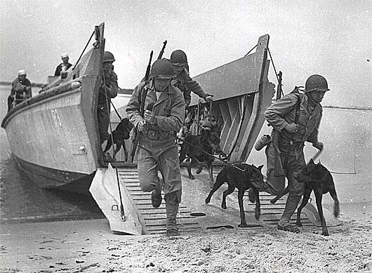 war dog training 1943