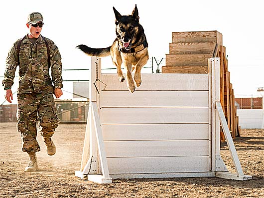 war dog training now
