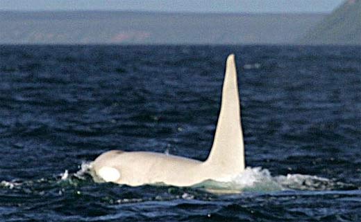 white orca whale