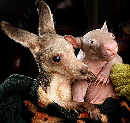 wombat kangaroo