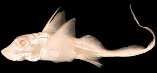 albino rat fish