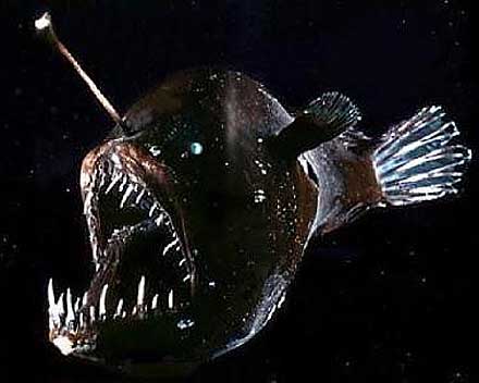 anglerfish teeth
