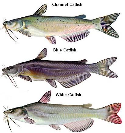 catfish species blue white channel